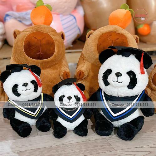 Gấu tốt nghiệp Panda choàng khăn TC