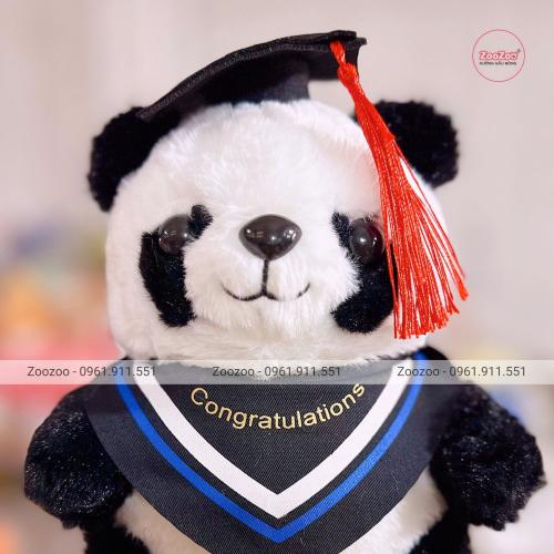 Gấu tốt nghiệp Panda choàng khăn TC