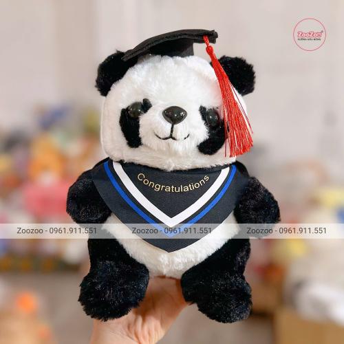 Gấu tốt nghiệp Panda choàng khăn TC