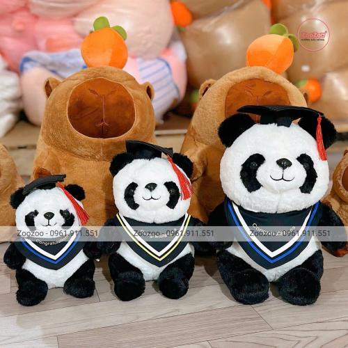 Gấu tốt nghiệp Panda choàng khăn TC